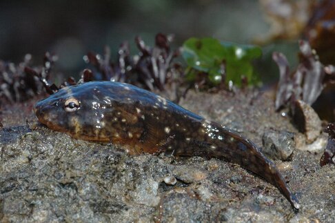 This photograph shows a northern clingfish attached to a rock and out of water. The rock has a rough surface with encrusting organisms on it, such as algae. The clingfish is presented in mostly a lateral view - it is a dark mottled color and appear wet and scale-less. It has a tapered shape with a larger anterior body and a narrow tail region.