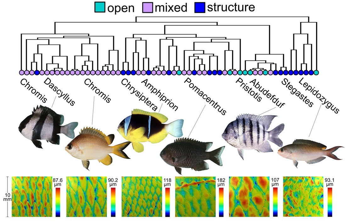 This image shows a phylogeny of different species used in this study on damselfish surface and scale morphology. The phylogeny has 59 tips and each is colored according to the flow habitat that the species is often found to feed in. There are three categories - an open-water category, a structure or reef-associated category, and an intermediate 