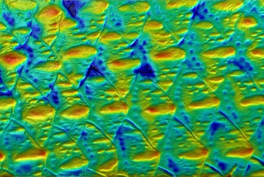 This image shows the topography - or height profile - in three dimensions across the surface of a rainbow smelt (Osmerus mordax). Scales are visible as tall, diamond shaped sections on the surfaces that overlap with one another. Each scale has multiple oblong bumps on its surface - one larger bump and multiple smaller ones.