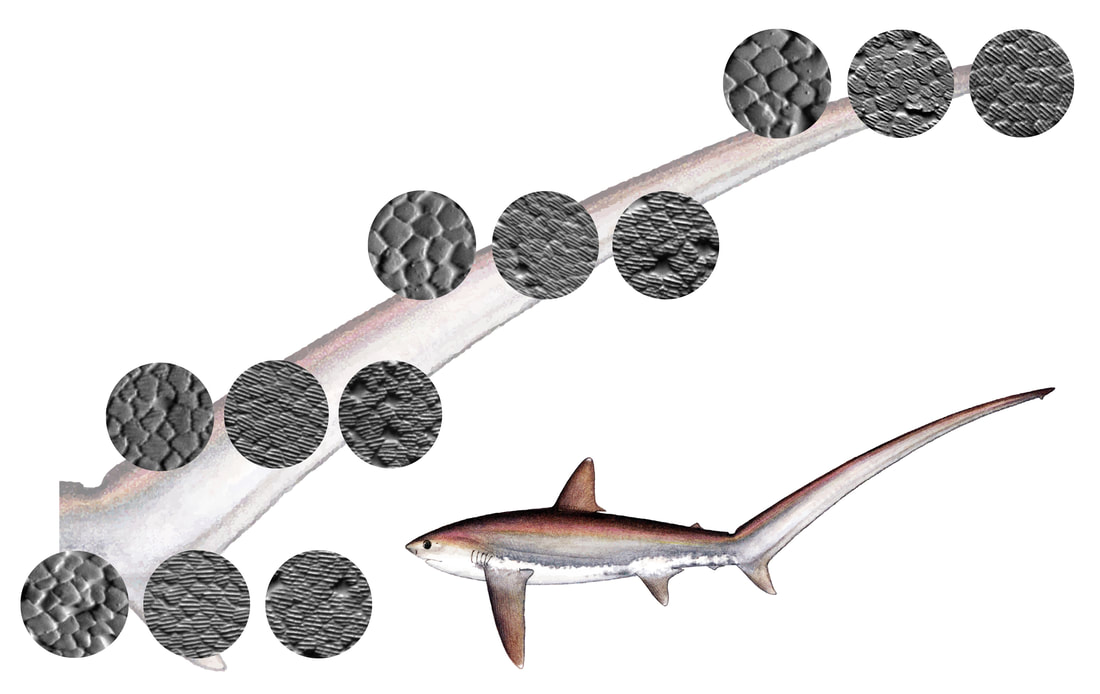 This figure depicts the surface texture and denticle (or scale) morphology across different regions of the thresher shark tail. We can see repeated patterns where regions on the leading edge of the tail have larger and more blocky denticles that also lack prominent surface ridges. In contrast, denticles on the lateral side of the tail and the trailing edge of the tail are closely packed and shaped like squares that are turned so that their diagonal runs in the anterior to posterior direction on the tail. These denticles also have proiminent ridges that run in the streamwise direction from head to tail. This pattern in denticle form holds true across and down the length of the tail.